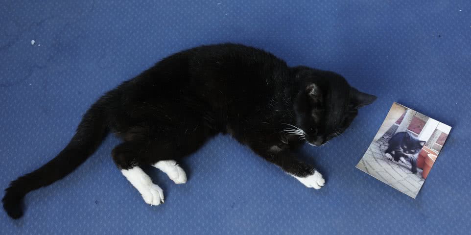 kuma